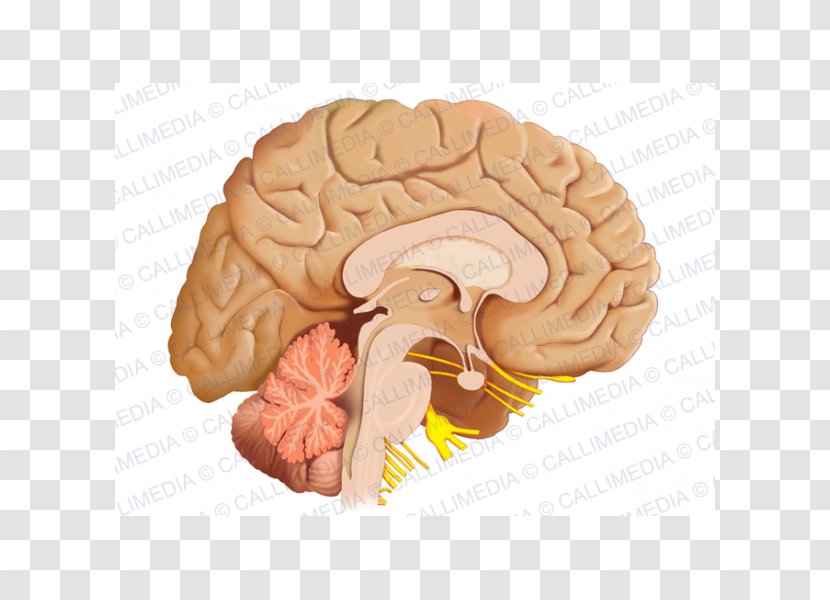 Human Brain Sagittal Plane Anatomy Nervous System - Frame Transparent PNG