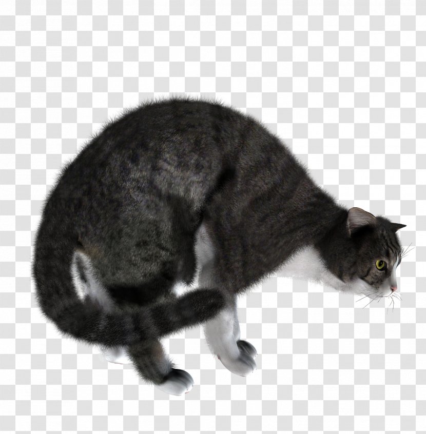 Cat Kitten Transparent PNG