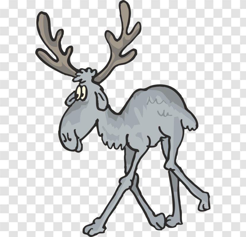 Reindeer - Wildlife - Deer Transparent PNG