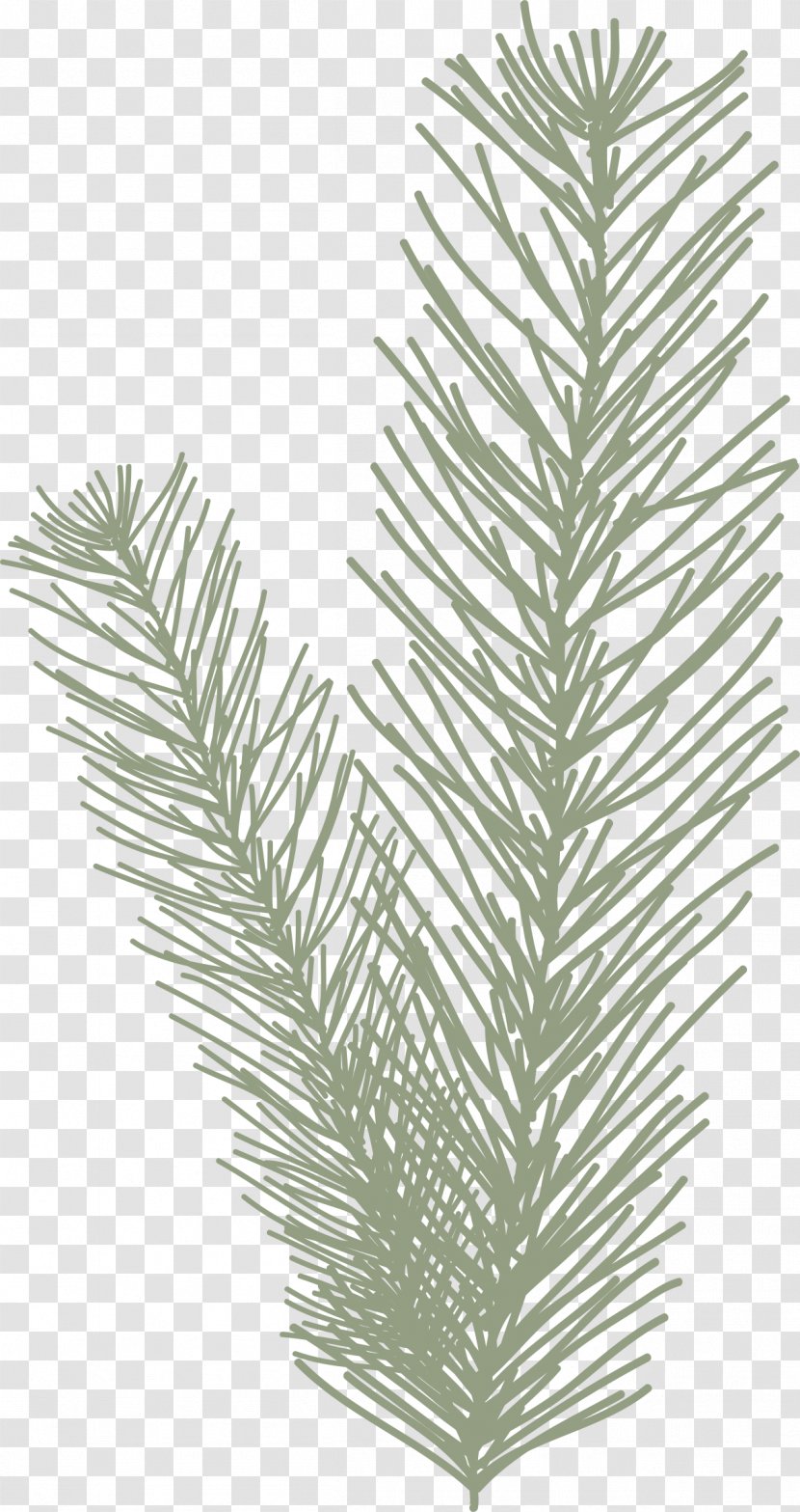 Pinus Halepensis Leaf Spruce - Branch - Pine Needles Transparent PNG