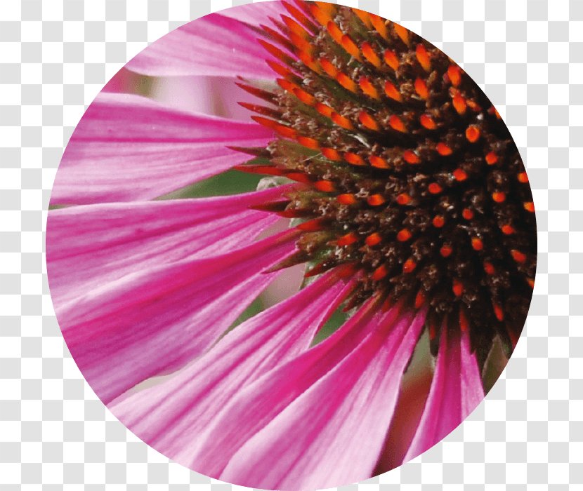 Coneflower Skin Daisy Family Regeneration Active Ingredient - Flowering Plant - Echinacea Transparent PNG
