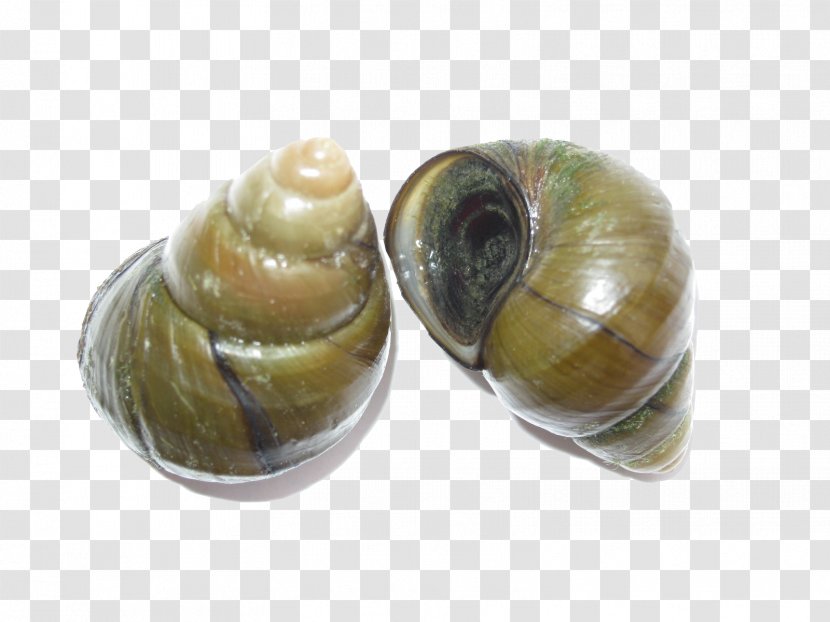 Escargot Seafood Snail Viviparidae Bolinus Brandaris - Creative Transparent PNG