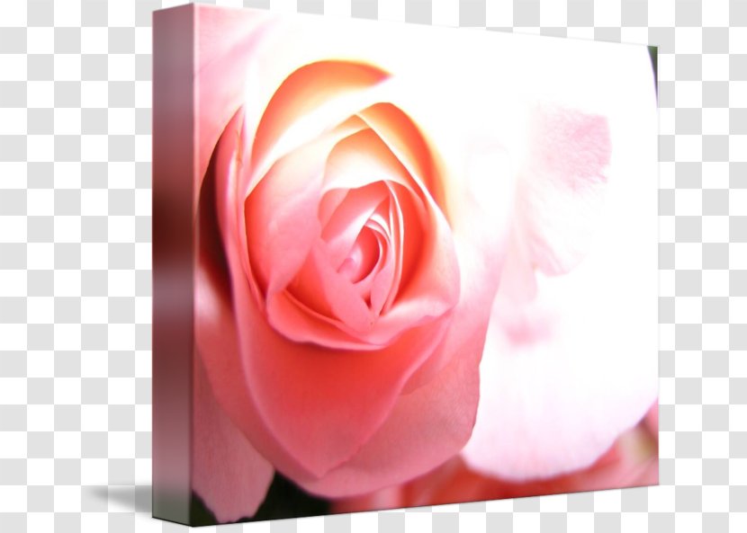 Centifolia Roses Garden Rosaceae Gallery Wrap Plant - Photography - Rose Leslie Transparent PNG