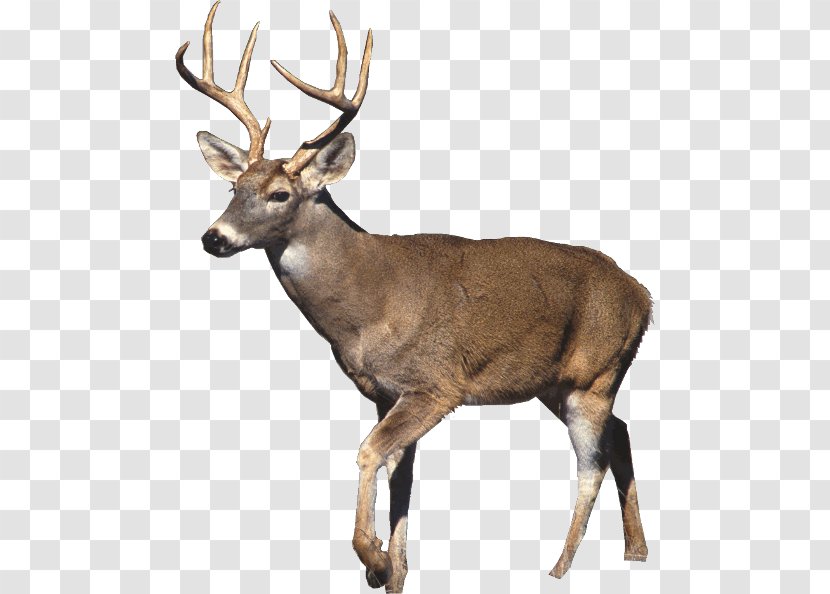 White-tailed Deer Mule Desktop Wallpaper Hunting - Elk Transparent PNG