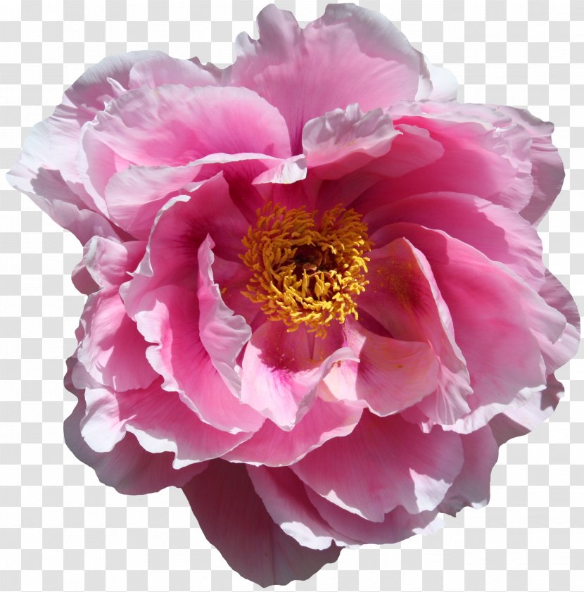 Flower Garden Blossom Bloom Desktop Wallpaper - Rose Family - Flowers Transparent PNG