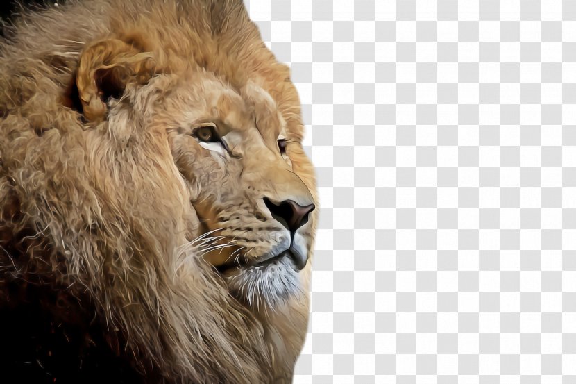 Lion Wildlife Masai Snout Transparent PNG
