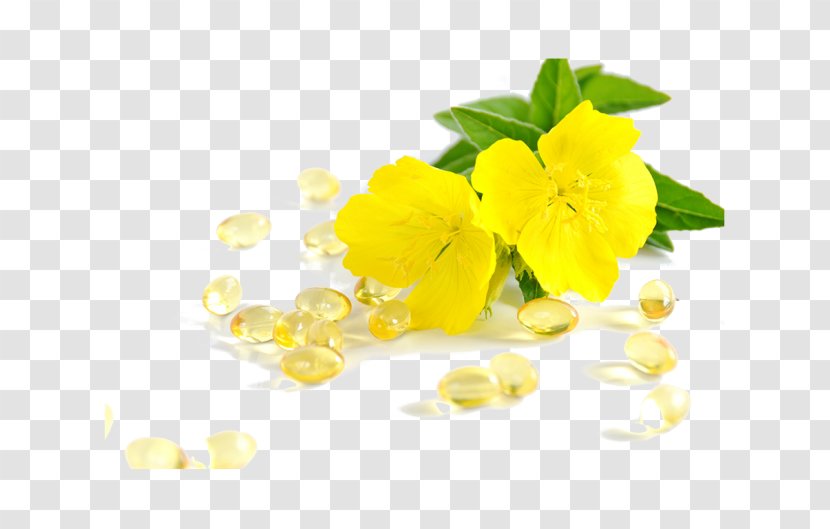 Common Evening-primrose Oil Gamma-Linolenic Acid Health Dietary Supplement - Borage Seed Transparent PNG
