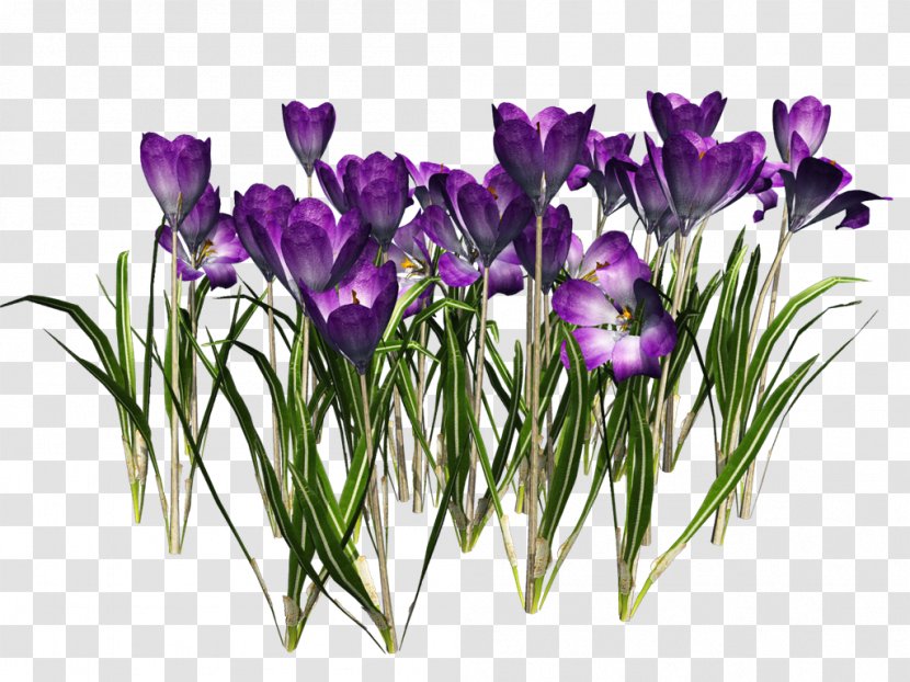 Crocus Vernus Clip Art - Iris - Free Download Transparent PNG