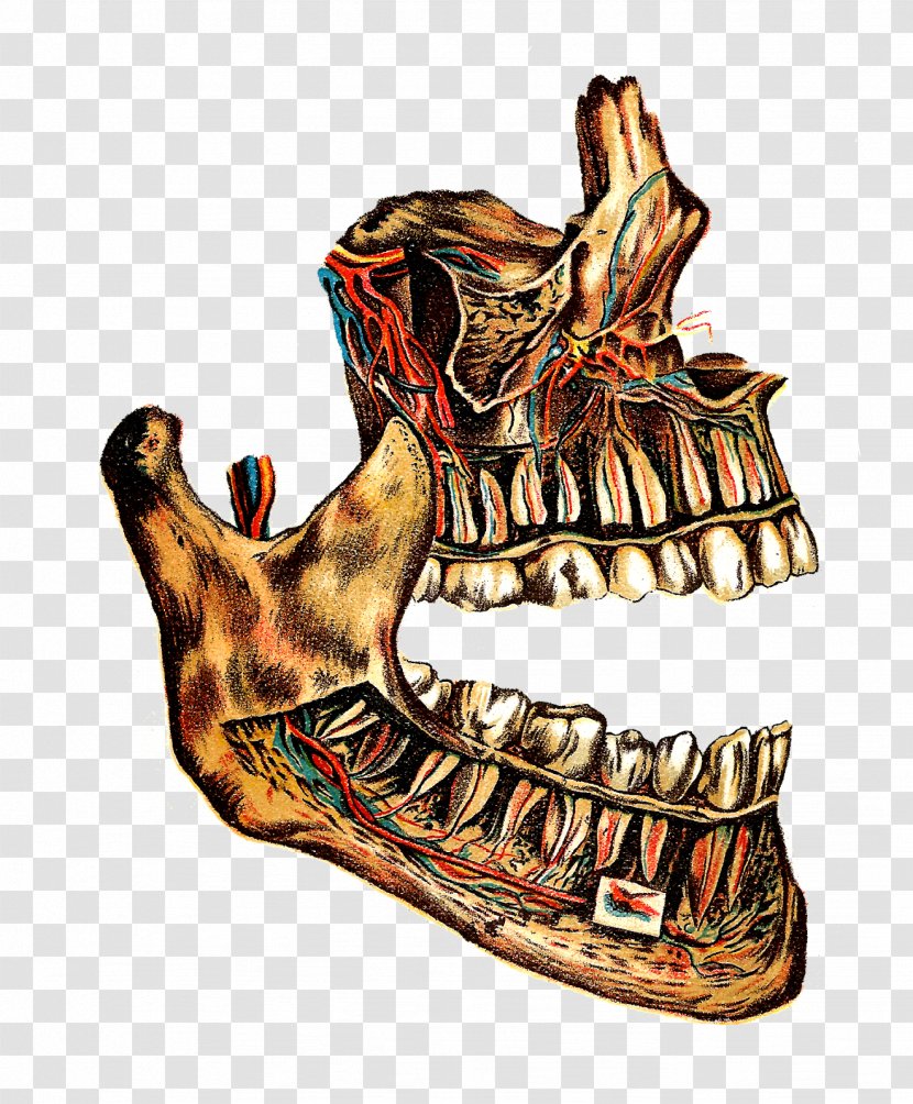 Bone Medical Illustration Jaw Drawing - Anatomy - Lung Transparent PNG