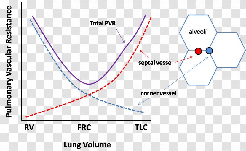 Lung Volumes Mechanical Ventilation Functional Residual Capacity Vascular Resistance - Text - Heart Transparent PNG