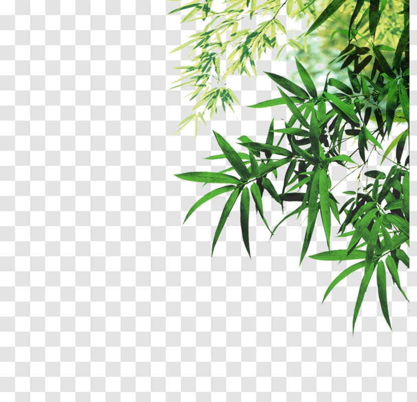 Bamboo Leaf Ink - Grass - Green Leaves Transparent PNG