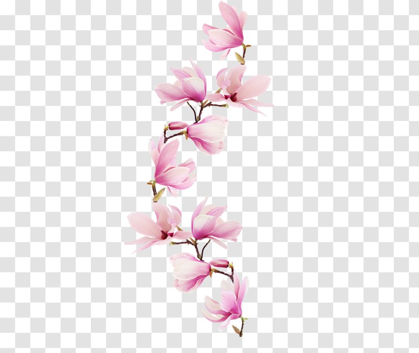 Magnolia Paper Flower Watercolor Painting Floral Design - Drawing - Blumenranke Freigestellt Transparent PNG