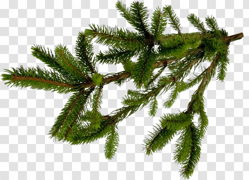 Fir Spruce Pine Conifers Tree - Biome Transparent PNG