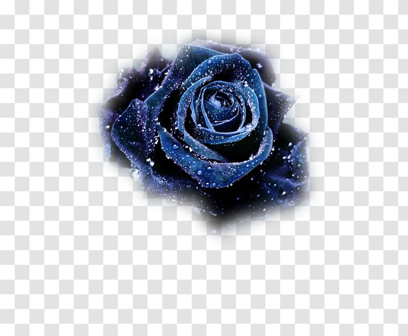 Blue Rose Flower Still Life: Pink Roses Black - Rainbow Transparent PNG