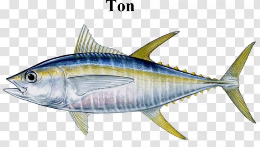 Bigeye Tuna Albacore Blackfin Atlantic Bluefin Yellowfin - Marine Biology - Fishing Transparent PNG