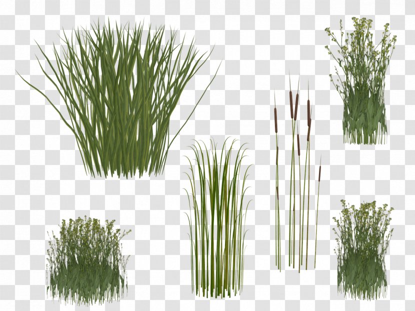 Calamagrostis Acutiflora Bamboo Reed - Wheatgrass - Beet Transparent PNG