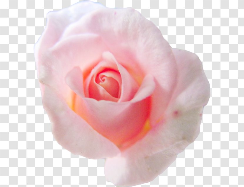 Centifolia Roses Flower Pink Petal Garden - Rose - Background Transparent PNG