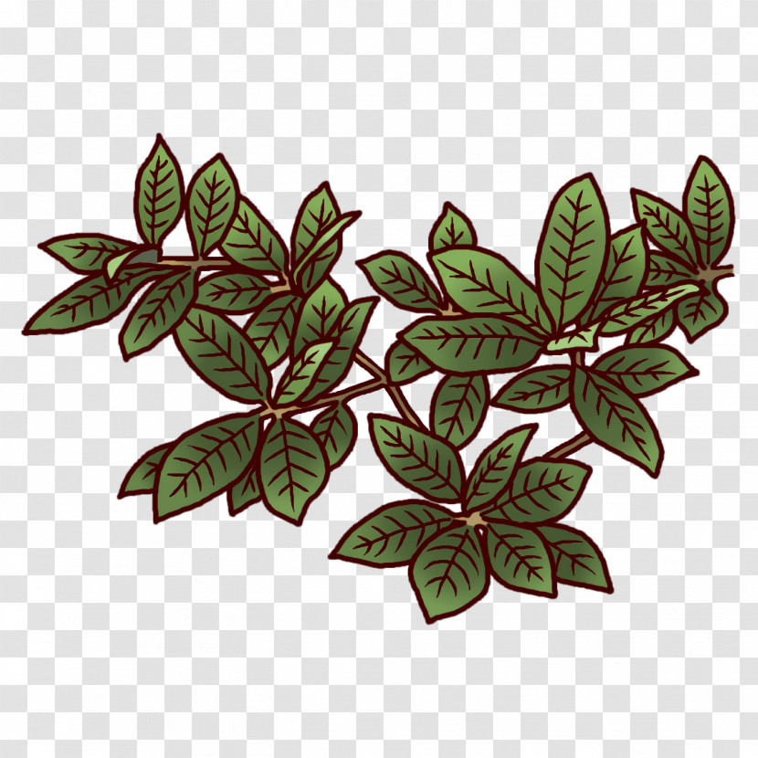 Flower Leaf Plants Science Plant Structure Transparent PNG