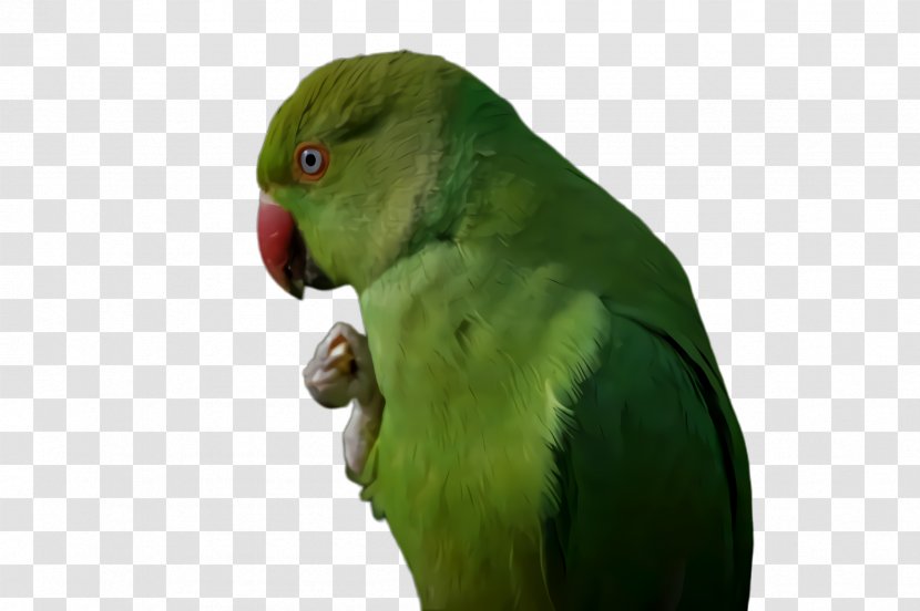 Colorful Background - Feather - Perico Lovebird Transparent PNG