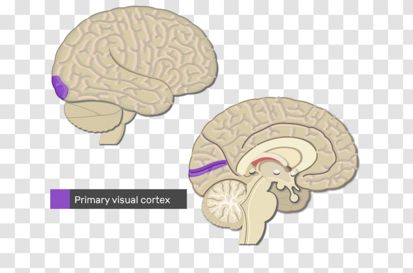 Cerebral Cortex Primary Motor Visual Brain - Frame Transparent PNG