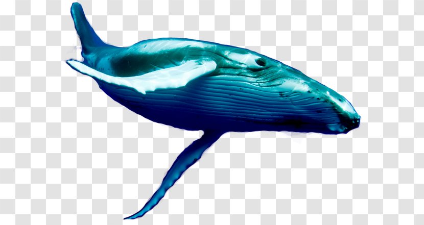 Dolphin Porpoise Blue Whale Cetaceans - Wildlife - Fish Jumping Transparent PNG