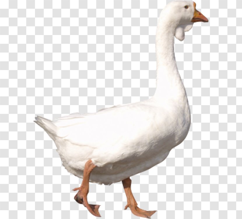 American Pekin Goose Duck Clip Art - Bird - White House Transparent PNG