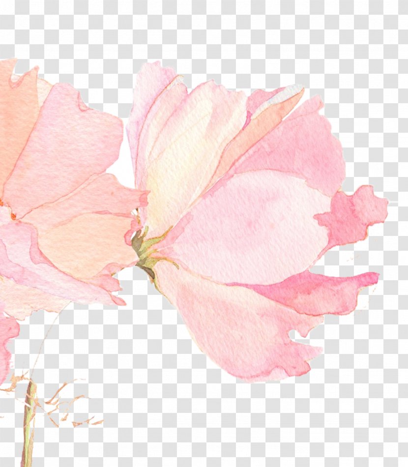 Watercolour Flowers Watercolor Painting Wallpaper - Petal - Beautiful Cherry Picture Material Transparent PNG