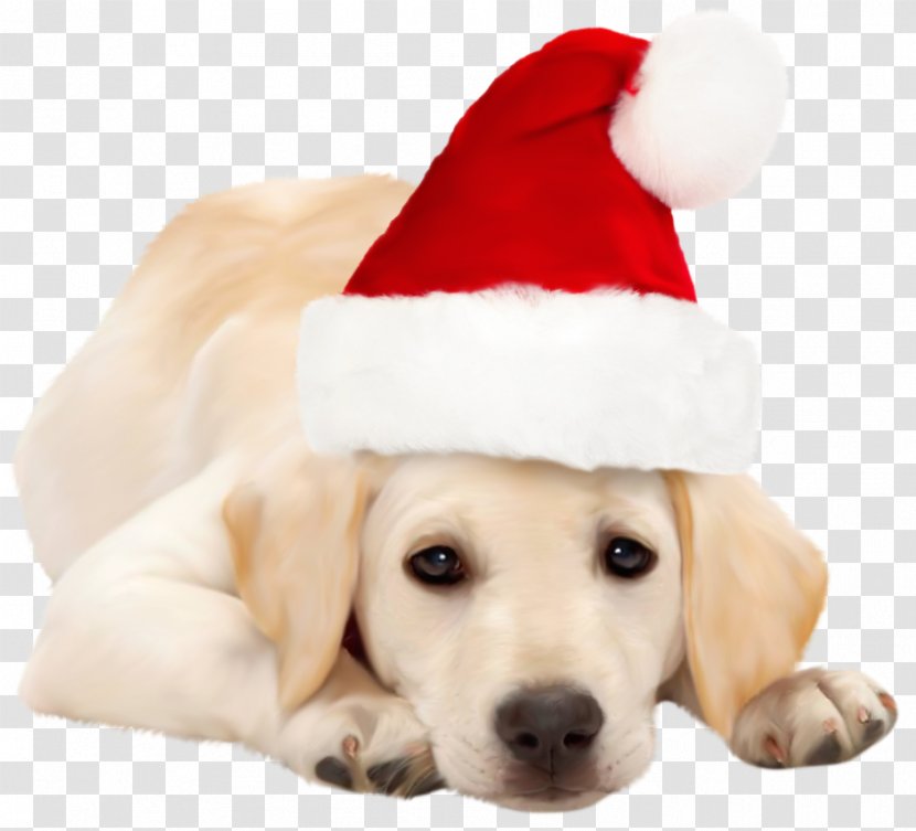 Labrador Retriever Golden Santa Claus Puppy Christmas - Mammal - Dogs Transparent PNG