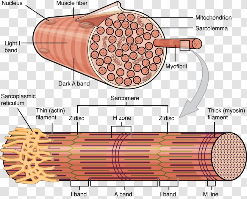 Skeletal Muscle Myocyte Cell Fascicle - Cartoon - Anatomy Transparent PNG