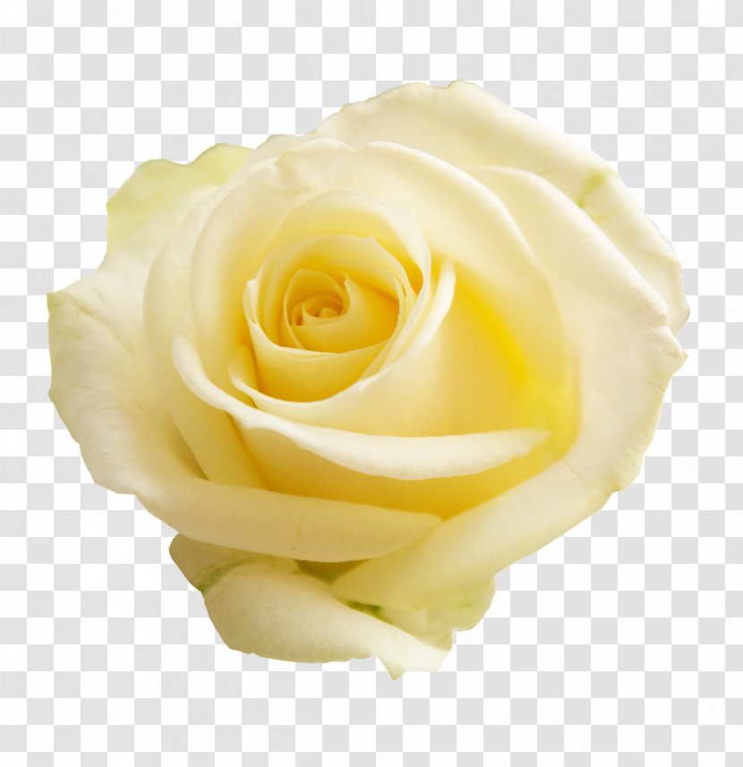 Garden Roses Flower - White Transparent PNG
