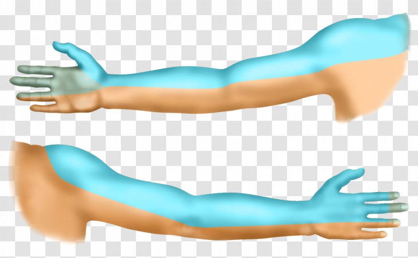 Living Room Shoulder Supraclavicular Nerves Arm Brachial Plexus - Cartoon Transparent PNG