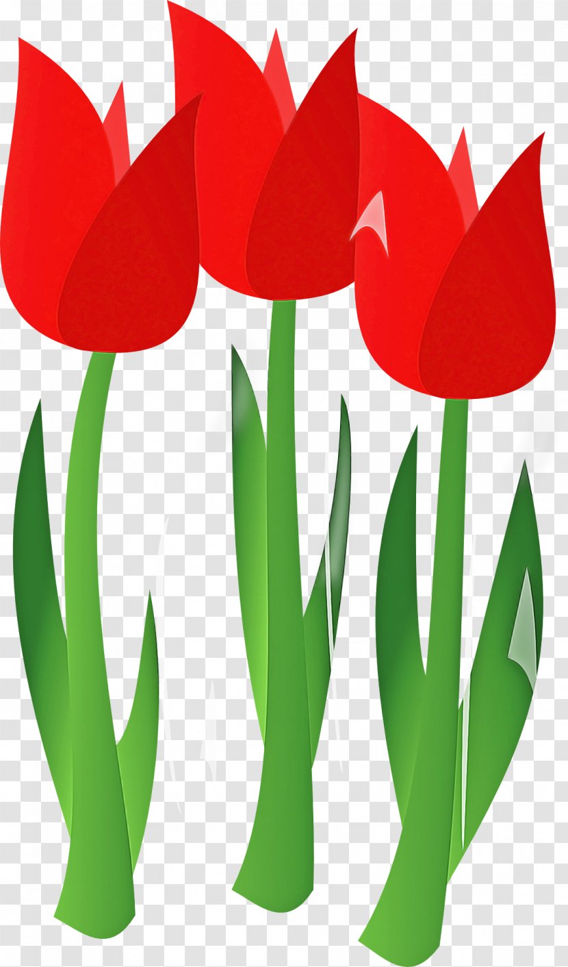 Tulip Flower Plant Petal Stem - Lady Transparent PNG