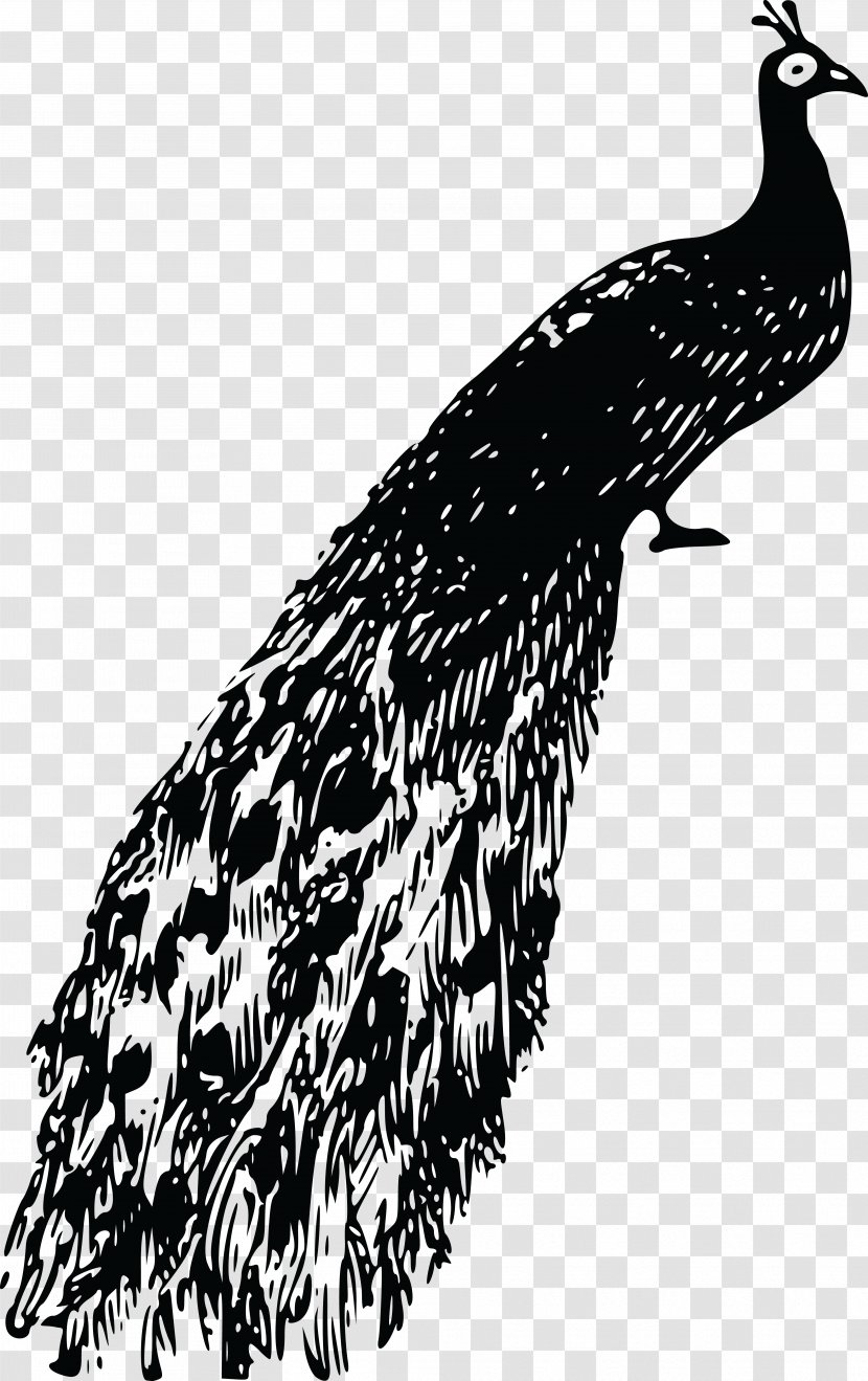 Bird Feather Clip Art - Of Prey - Peacock Transparent PNG