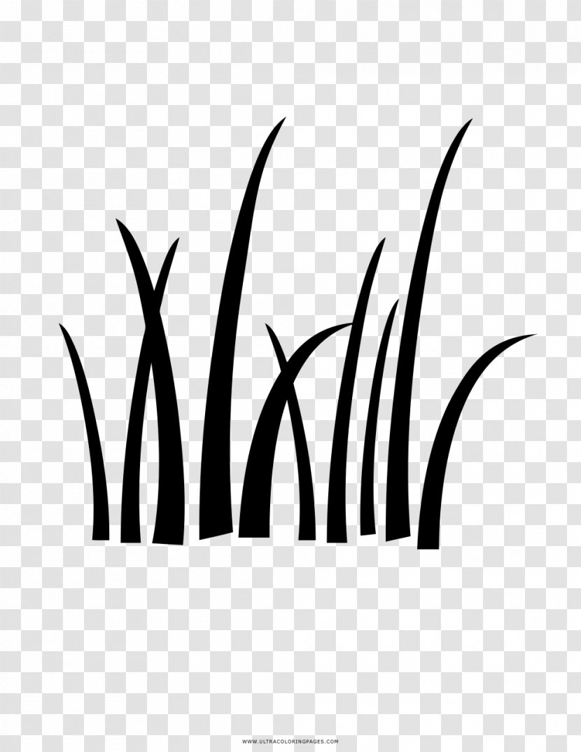 Drawing Lawn Ornamental Grass - Grama Transparent PNG