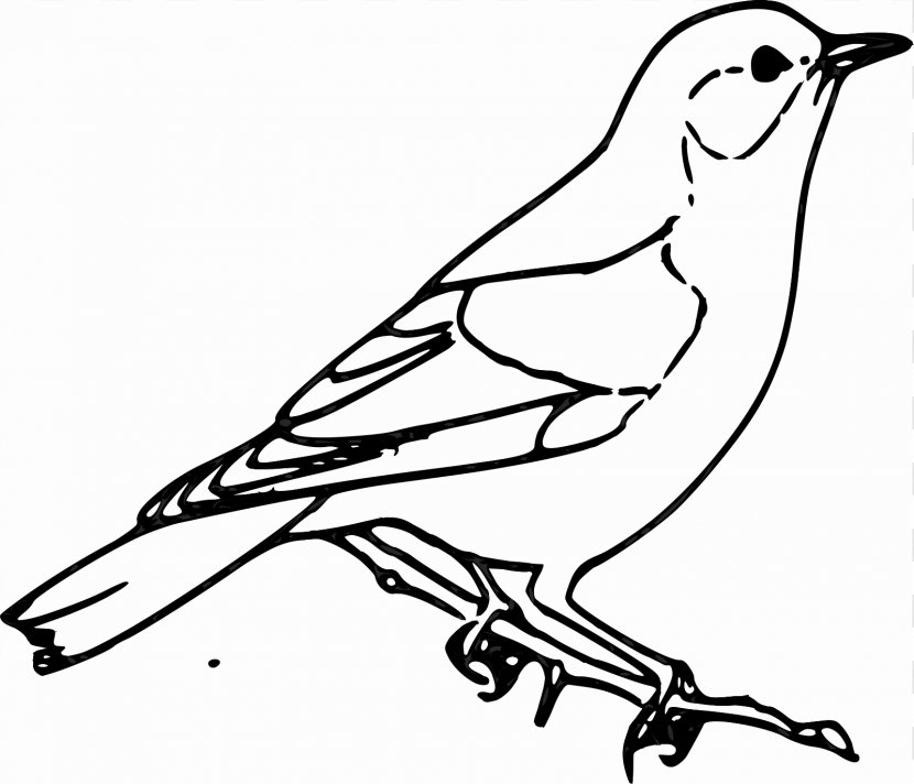 Sparrow Bird Drawing Clip Art - Tree - Quail Transparent PNG