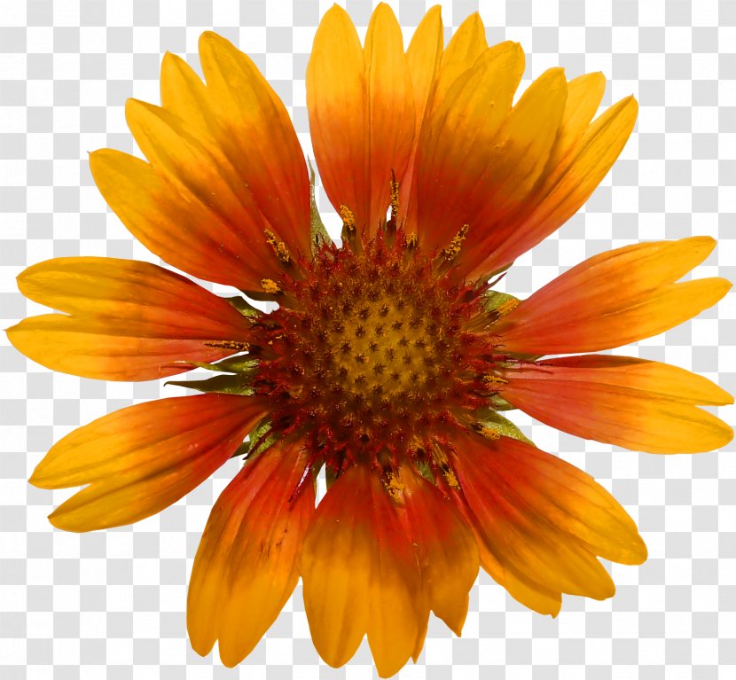 Blanket Flowers Sunflower Seed Common Daisy Coneflower - Yellow Transparent PNG