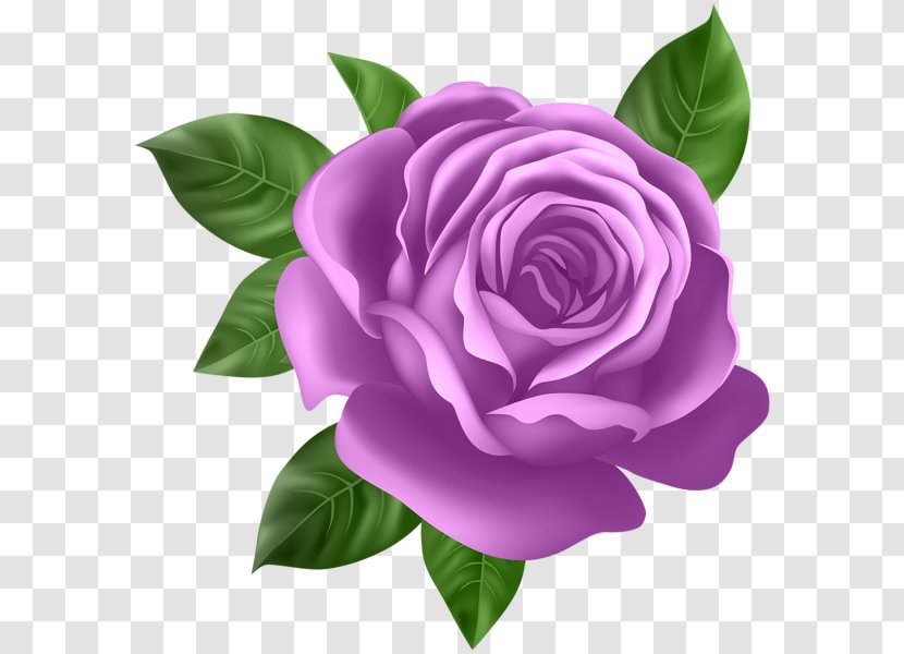 Rose Flower Desktop Wallpaper Clip Art - Lilium - Purple Transparent PNG