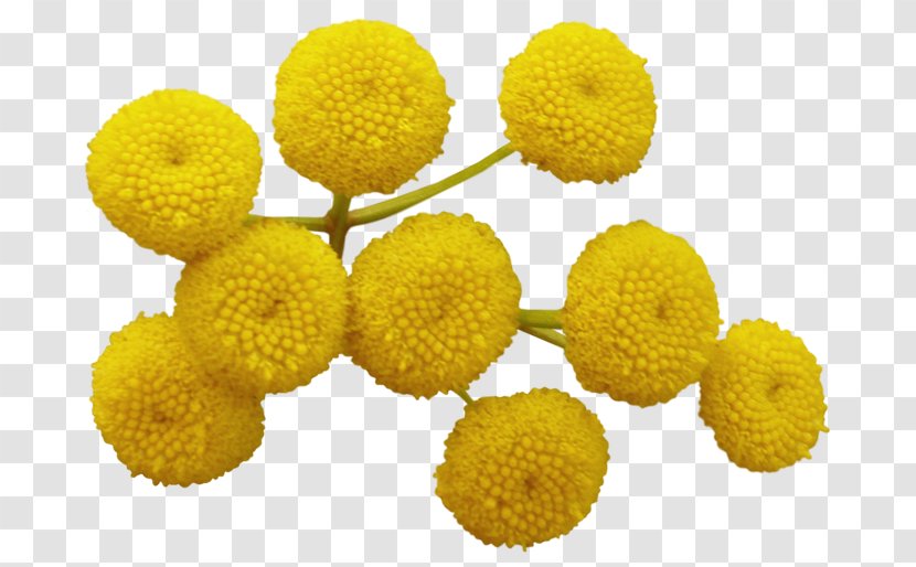 Tansy - Yellow - Flower Transparent PNG