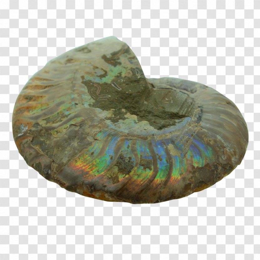 1,000,000 Early Human Migrations Lomekwi Earth Ammonites - Archaeology Transparent PNG