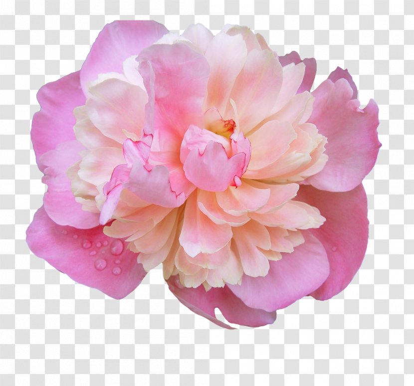 Pink Flowers Rose - Peony Photos Transparent PNG
