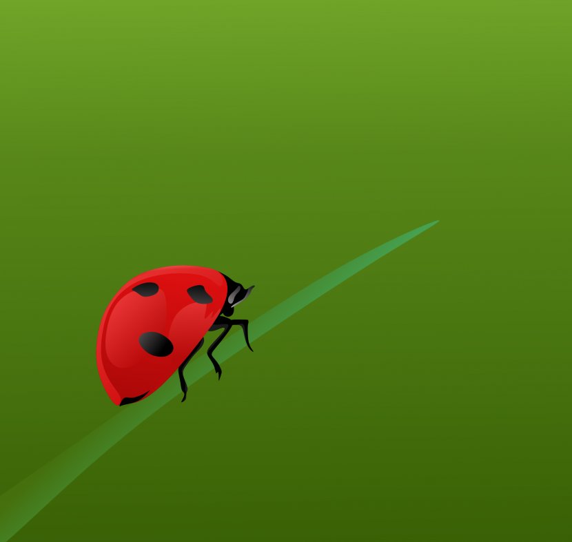 Beetle Close-up Pest Desktop Wallpaper Invertebrate - Leaf - Bug Transparent PNG