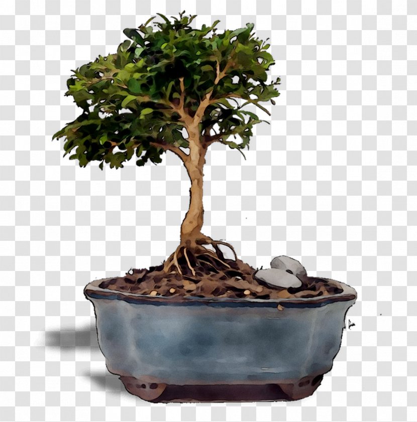 Chinese Sweet Plum Tree - Flower - Bonsai Transparent PNG