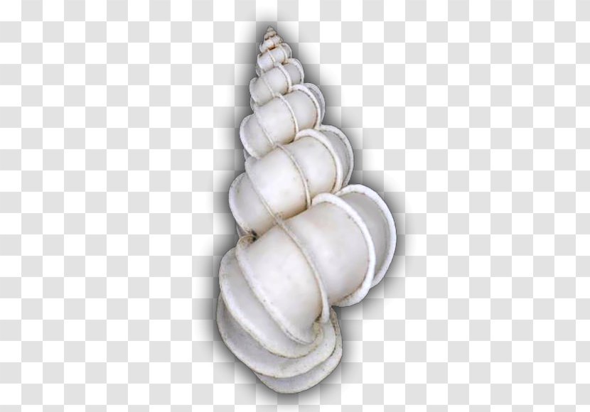 Gastropod Shell Conchology Cockle Gastropods Epitonium Scalare - Macoma - Seashell Transparent PNG