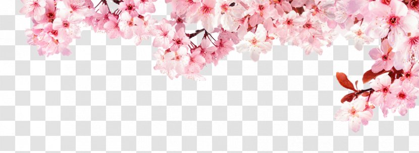 National Cherry Blossom Festival Stock Photography Advertising - Pink Transparent PNG