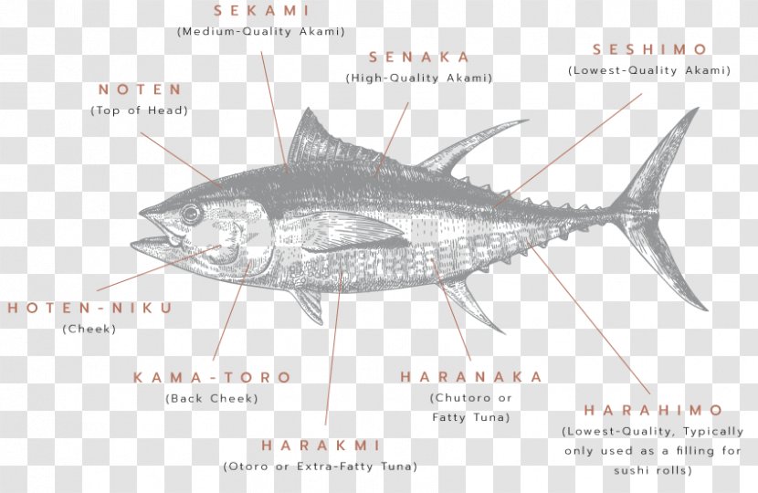 Vector Graphics Stock Illustration Sketch Drawing - Fish - Design Transparent PNG