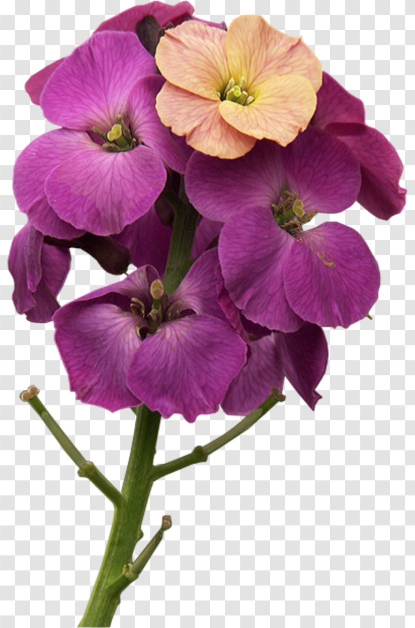 Violet Annual Plant Herbaceous Wallflower - Family - Fond Ecran Transparent PNG