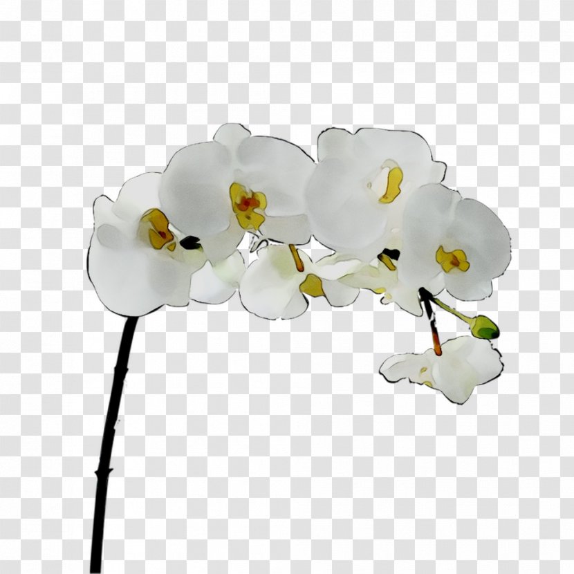 Moth Orchids Cut Flowers Petal - Flowering Plant Transparent PNG