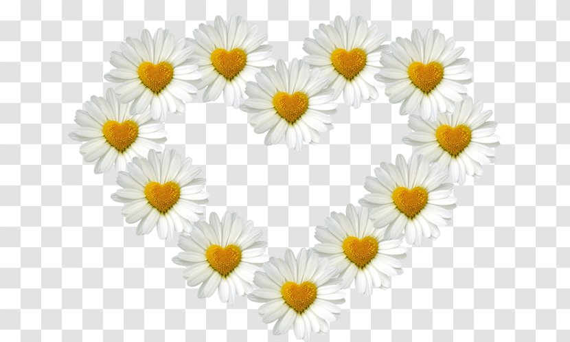 Wedding Floristry Photography Photographer Marriage - Daisy Family Transparent PNG
