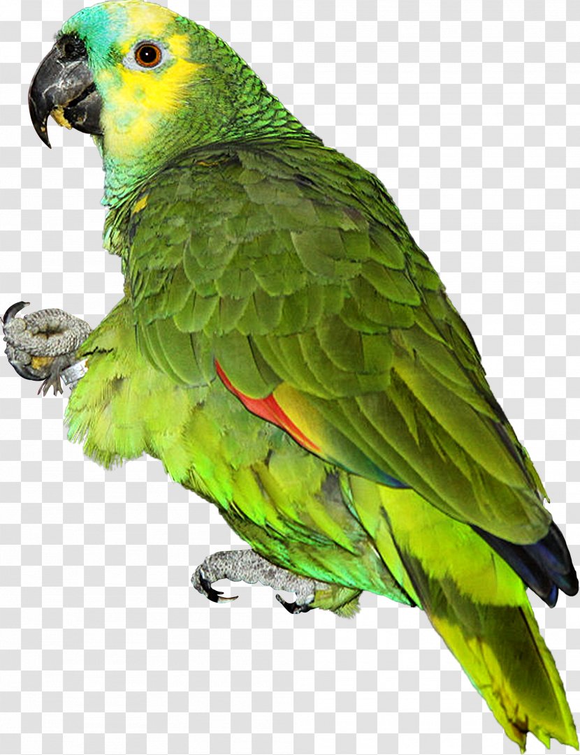 Parrot Lovebird Turquoise-fronted Amazon Transparent PNG