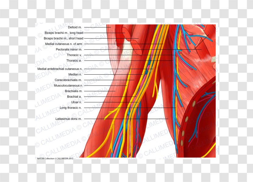 Median Nerve Elbow Musculocutaneous Ulnar - Watercolor - Arm Transparent PNG